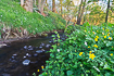 Forest stream with flowering white and yellow anemones