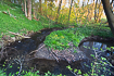 Spring photo of a meandering forest stream