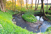 Spring at a meandering forest stream