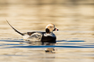 Photo ofLong-tailed Duck (Clangula hyemalis). Photographer: 