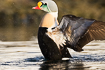 Wing flapping male king eider