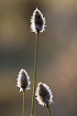 Hares-tail cottongrass