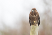 Common buzzard resting on a fence post