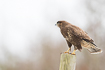 Common buzzard resting on a fence post