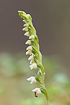 The small orchid called Creeping Ladys-tresses