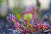 The insectivorous plant round-leaved sundew