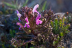 Flowering lousewort