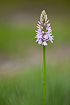Flowering heath spotted-orchid