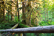 Mosscovered forest in Olympic National Park