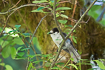 Photo ofCanada Jay (Grey Jay) (Perisoreus canadensis). Photographer: 