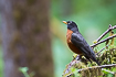 Photo ofAmerican Robin (Turdus migratorius). Photographer: 