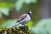 Black headed version of a dark-eyed junco belonging to the oregon group of subspecies.
