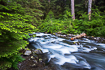 Beautiful forest stream in Olympic National Park