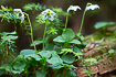 Photo ofOne-flowered Wintergreen (Moneses uniflora). Photographer: 