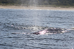 Photo ofGray Whale (Eschrichtius robustus). Photographer: 