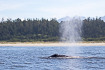 Blowing gray whale
