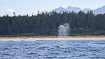 Canadian coastal landscape with gray whale blow
