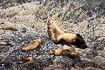 Photo ofSteller sea lion (Eumetopias jubatus). Photographer: 