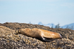 Steller sea lion relaxing on a rock