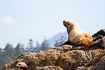 Steller sea lion