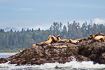Canadian coastal landscape with resting steller sea lions