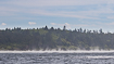 Canadian coastal landscape with dense forest and mist