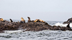 Resting steller sea lions