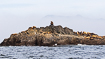 Resting steller sea lions