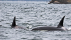 Photo ofKillerwhale (Orcinus orca). Photographer: 
