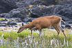 Photo ofColumbian black-tailed deer (Mule deer) (Odocoileus hemionus columbarius). Photographer: 