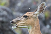 Photo ofColumbian black-tailed deer (Mule deer) (Odocoileus hemionus columbarius). Photographer: 