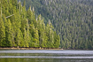 Forested shores of Clayoquot Sound, Tofino, Vancouver Island, British Columbia
