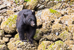 Photo ofAmerican Black Bear (Ursus americanus). Photographer: 