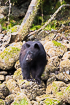 Black bear searching for food at low tide