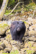 Photo ofAmerican Black Bear (Ursus americanus). Photographer: 