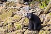 Black bear searching for food at low tide