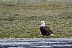 Bald eagle on a tidal flat