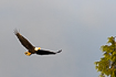 Foto af Hvidhovedet Havrn (Haliaeetus leucocephalus). Fotograf: 