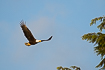 Photo ofBald Eagle (Haliaeetus leucocephalus). Photographer: 