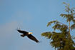 Photo ofBald Eagle (Haliaeetus leucocephalus). Photographer: 