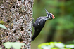 Photo ofPileated Woodpecker (Dryocopus pileatus). Photographer: 