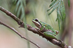 Photo ofPacific tree frog (Pacific chorus frog) (Pseudacris regilla (Hyla regilla)). Photographer: 