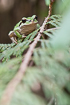 Photo ofPacific tree frog (Pacific chorus frog) (Pseudacris regilla (Hyla regilla)). Photographer: 