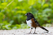 Photo ofSpotted Towhee (Pipilo maculatus). Photographer: 