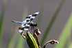 Photo ofEight-spotted Skimmer (Libellula forensis). Photographer: 