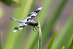 Photo ofEight-spotted Skimmer (Libellula forensis). Photographer: 