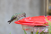 Annas hummingbird on a hummingbird feeder