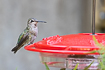 Annas hummingbird on a hummingbird feeder