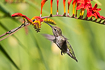 Photo ofAnnas hummingbird (Calypte anna). Photographer: 