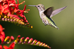 Photo ofAnnas hummingbird (Calypte anna). Photographer: 